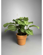 Маранта керховена