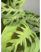 Маранта керховена