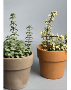 Крассула мікс 