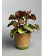 Каланхое Лонгіфлора coccinea