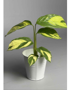 Ктенанта/Маранта Arrow Roots