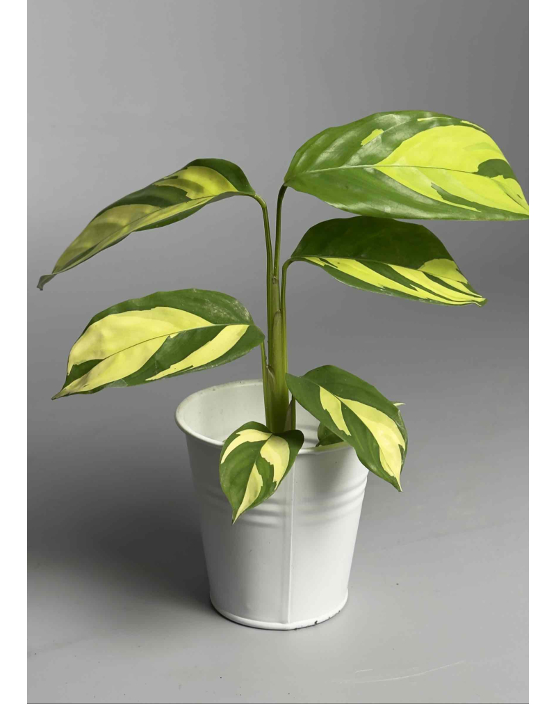 Ктенанта/Маранта Arrow Roots