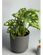 Монстера Фрідріхшталя/ Монстера Манкі xs-s