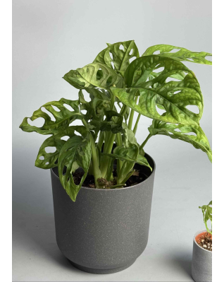 Монстера Фридрихшталя/ Монстера Манки xs-s 