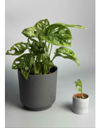 Монстера Фрідріхшталя/ Монстера Манкі xs-s