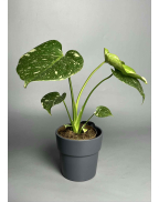 Монстера Тайське сузірʼя с-м