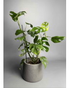 Рафідофора Тетрасперма/Монстера Мініма