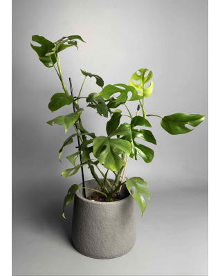 Рафідофора Тетрасперма/Монстера Мініма