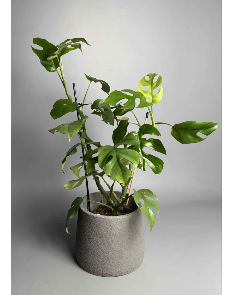 Рафідофора Тетрасперма/Монстера Мініма