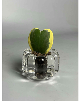 Хойя Керрі Варієгатна