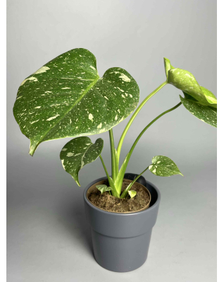 Монстера Тайське сузірʼя с-м
