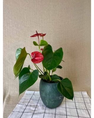 Антуріум червоний Антуріум червоний