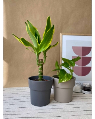 Набор Голден