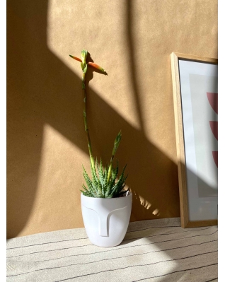 Горщик обличчя біле в двох розмірах