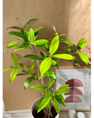 Драцена Суркулоза 