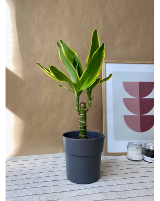 Набор Голден