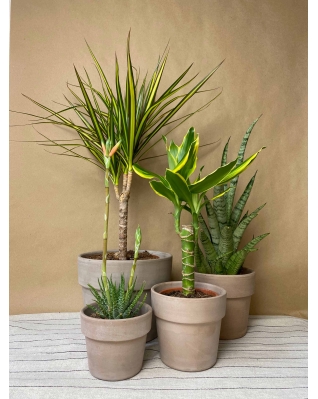 Дерома Перфетто кашпо в асортименті