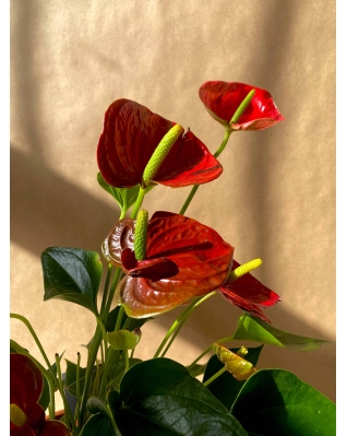 Антуріум червоний Антуріум червоний