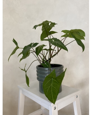 Сингониум Грин Голд 