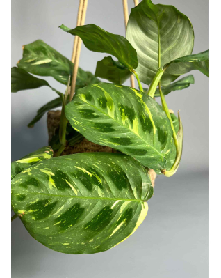 Маранта Kerchoveana вариегатная