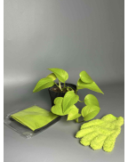 Набор "Neon Lover"