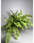 Папоротник Нефролепис  Л