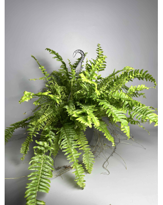 Папороть Нефролепіс Л