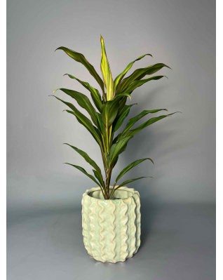 Кордиліна мікс (Танго, Глаука)