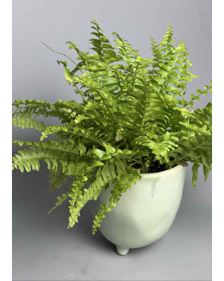 Папороть Нефролепіс с/л