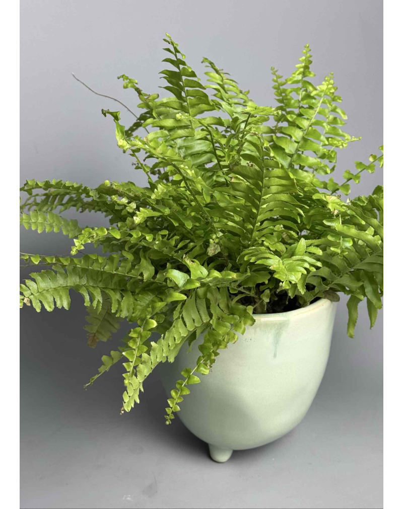 Папороть Нефролепіс с/л