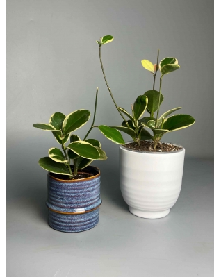 Хойя Australis Blondie