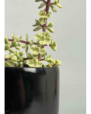 Набір total black