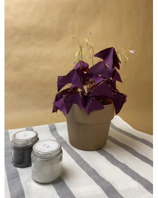 Оксалис (кислица)