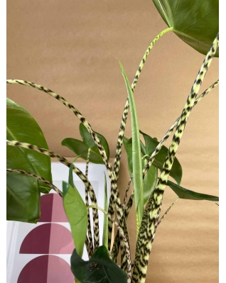 Алоказия Зебрина   Алоказия Зебрина