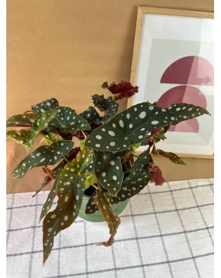 Бегонія Макулата