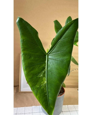 Алоказия Зебрина   Алоказия Зебрина