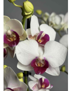 Орхидея