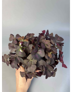 Оксалис (кислица)