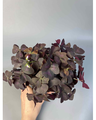 Оксаліс (кислиця)