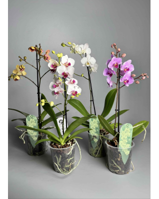 Орхідея Фаленопсіс