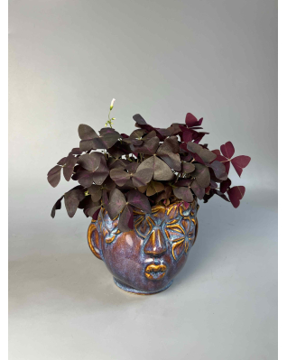 Оксаліс (кислиця)