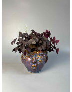 Оксалис (кислица)