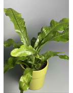 Папоротник Микросорум (крокодил)