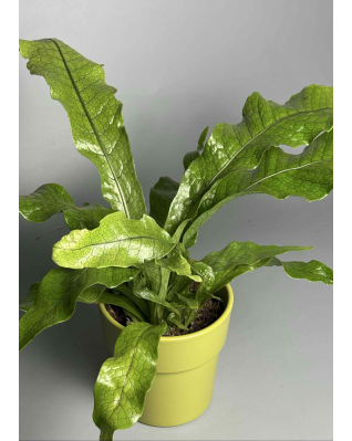 Папоротник Микросорум (крокодил)