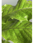 Папоротник Микросорум (крокодил)