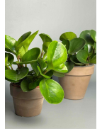 Пеперомия круглая микс