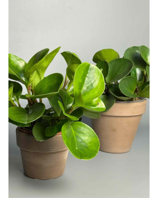 Пеперомия круглая микс