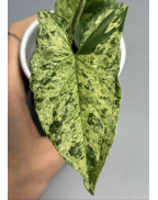 Сингониум Мотт (мохито)