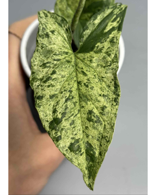 Сингоніум Мотт (Мохіто)