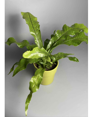 Папоротник Микросорум (крокодил)